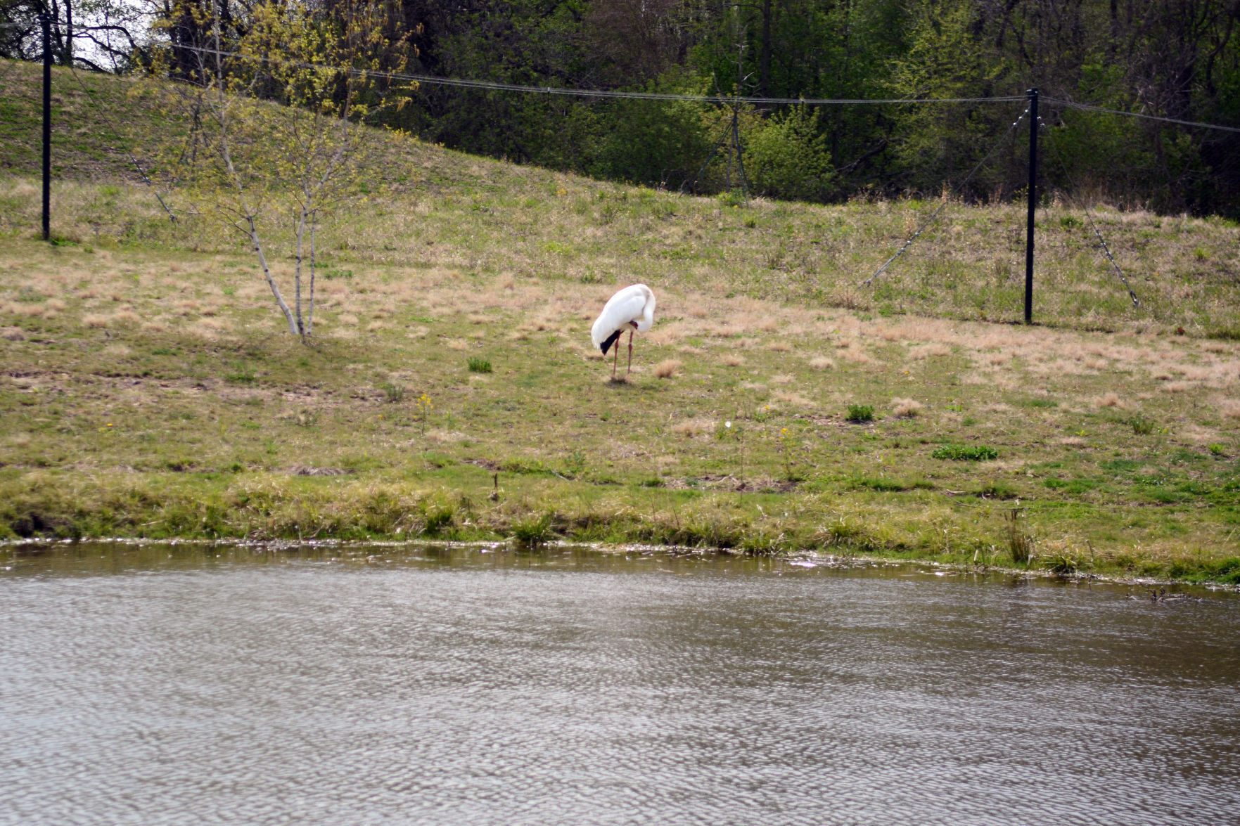 International Crane Foundation reopens, May 2021